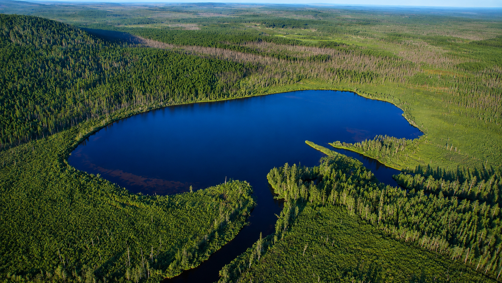 Vista aérea actual del bosque de Tunguska mostrando la recuperación ecológica después de 117 años, con árboles jóvenes creciendo entre los troncos caídos de 1908